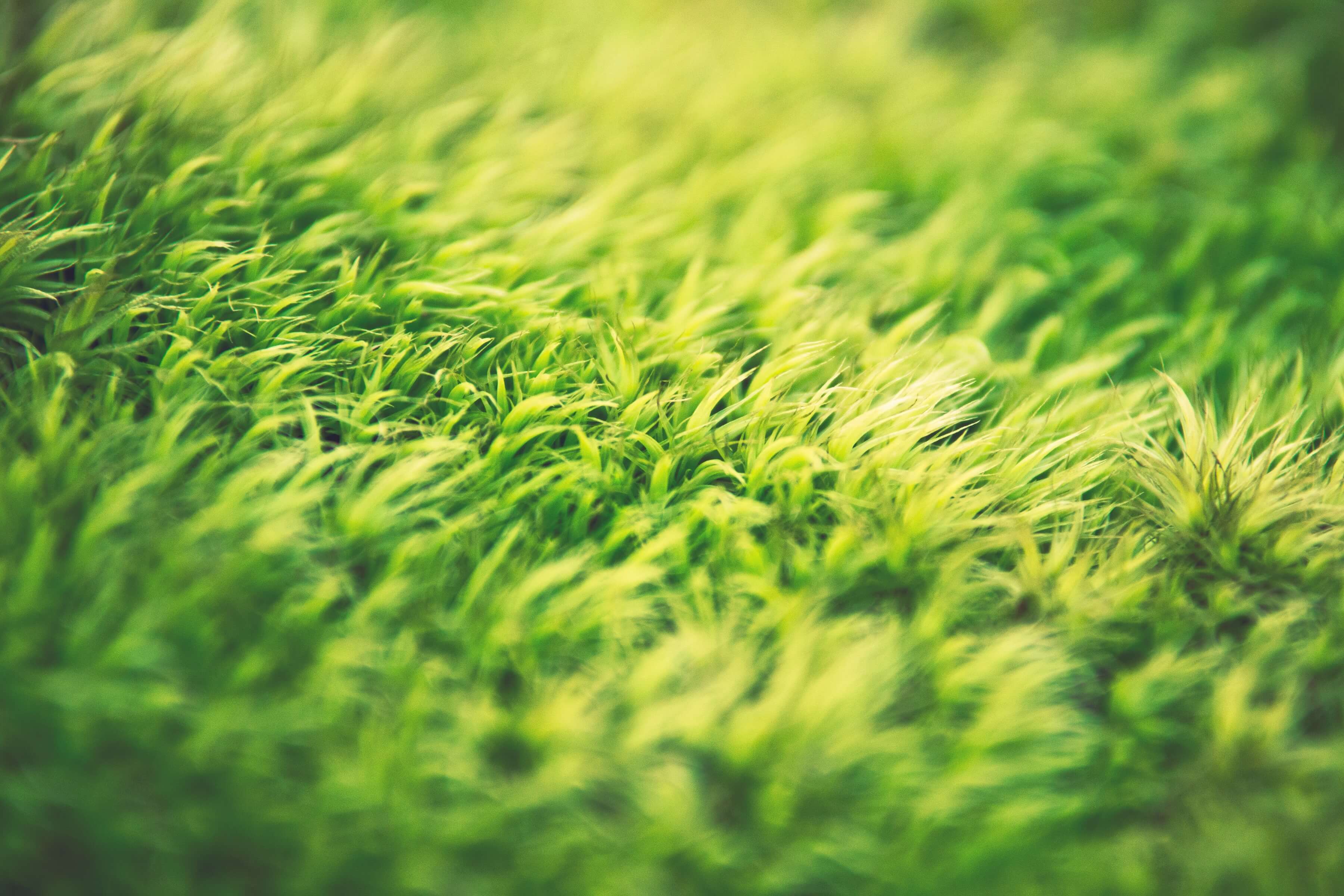 4 Great Tips for Proper Lawn Maintenance