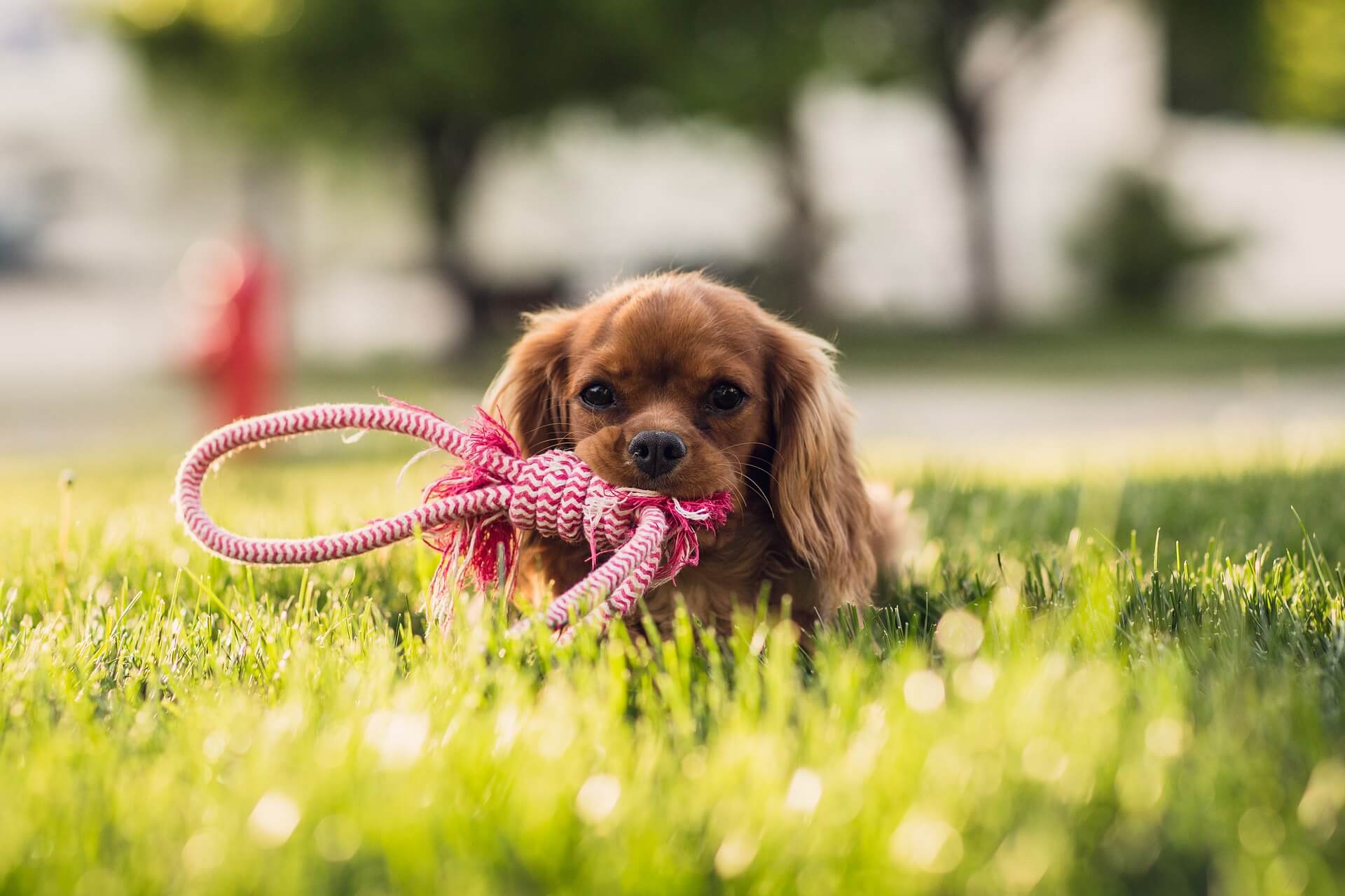 How to Keep Your Pet Safe and Sound During Yard Work